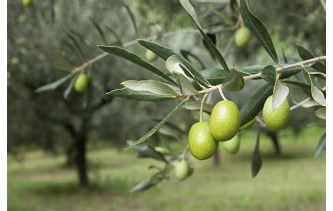 &Aacute;rbol de aceite de oliva