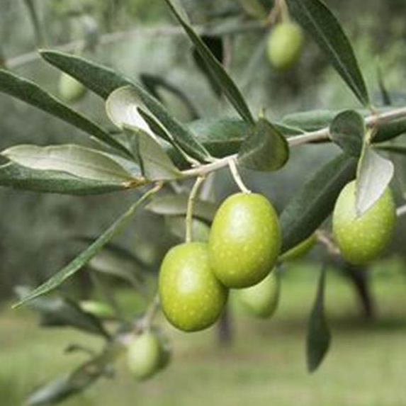 Producción y paquete global de aceite de oliva